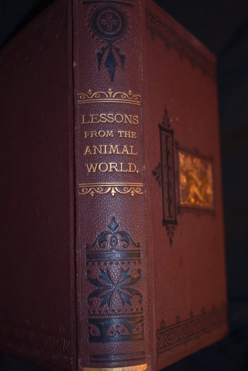 Lessons From The Animal World