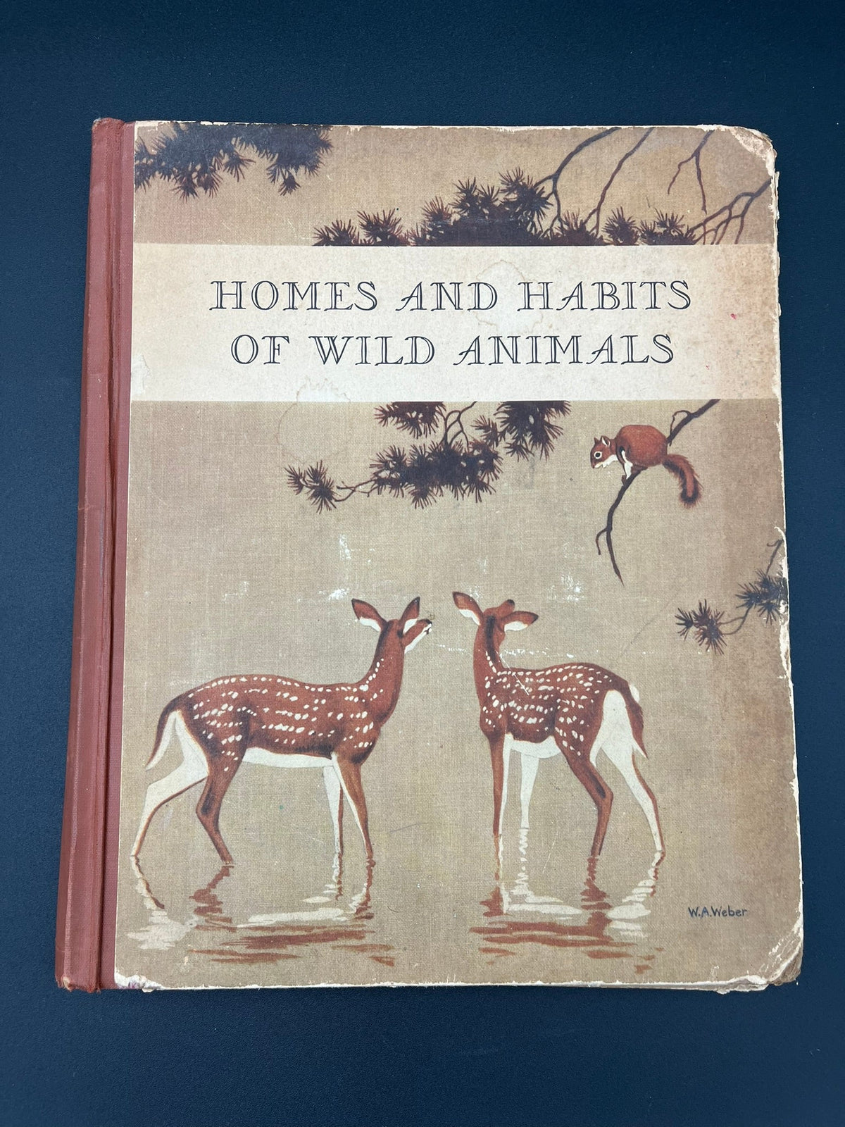 HOMES AND HABITS OF WILD ANIMALS