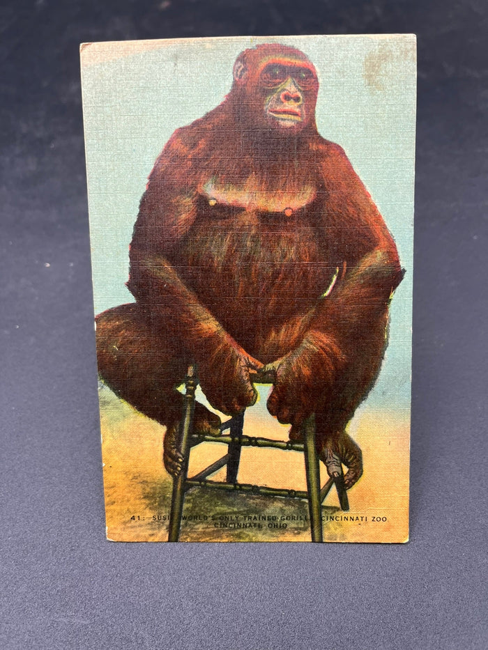 Gorilla on a Chair