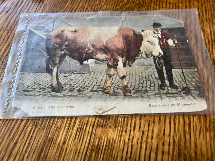 Simmental (Swiss) cattle breed.