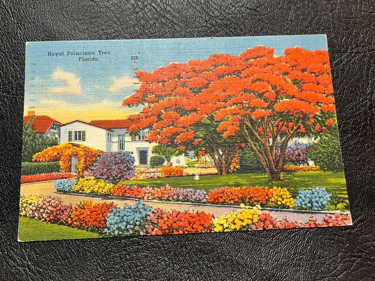 Royal Poinciana Tree - Florida 1952