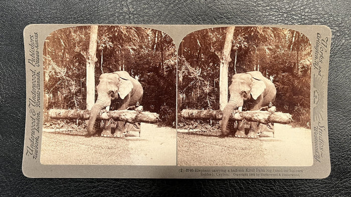 Elephant Carrying Palm