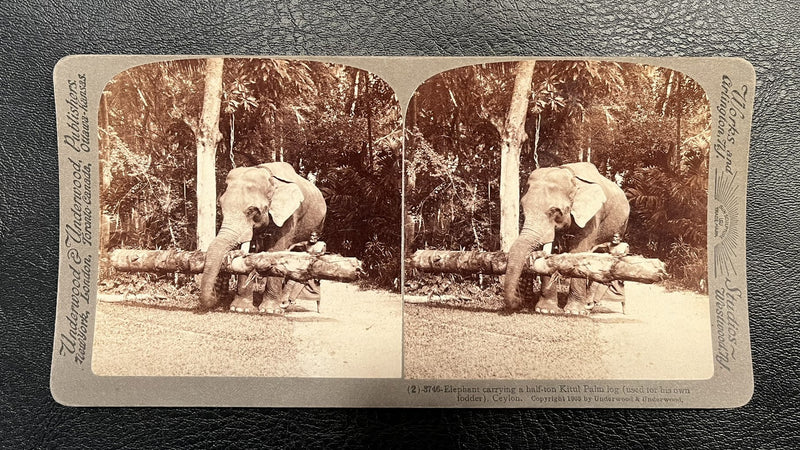 Elephant Carrying Palm