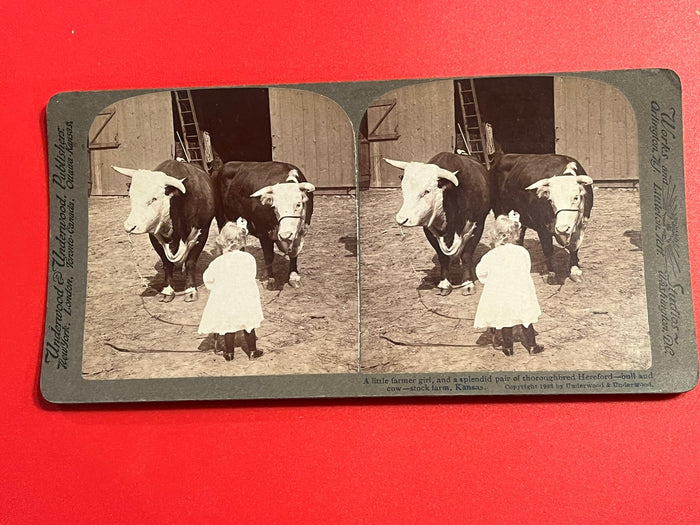 Farmer Girl and Herefords - Kansas