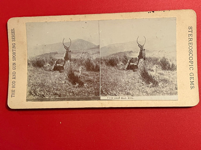 Cow & Bull Elk