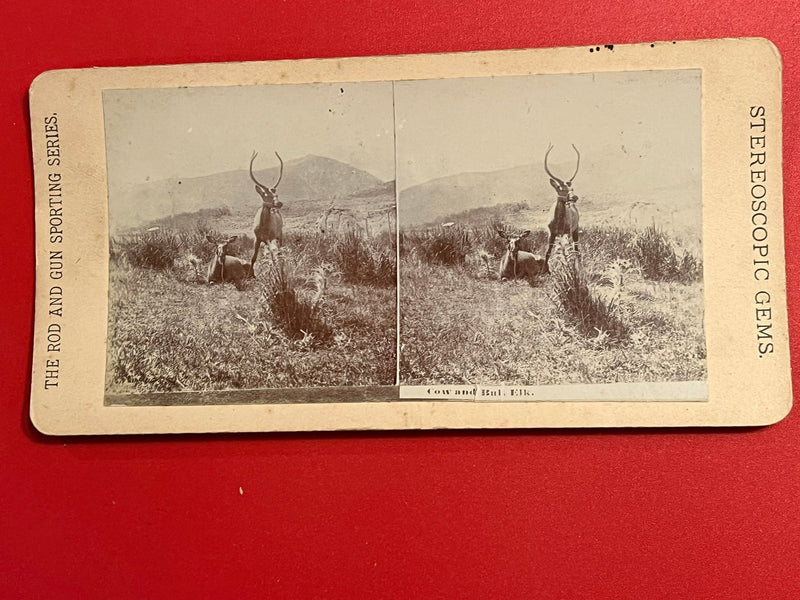 Cow & Bull Elk