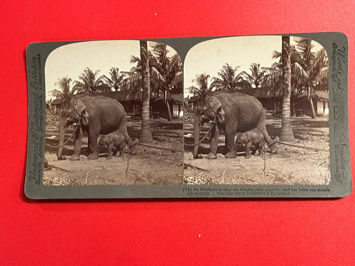 Elephant Mother & Child - Ceylon