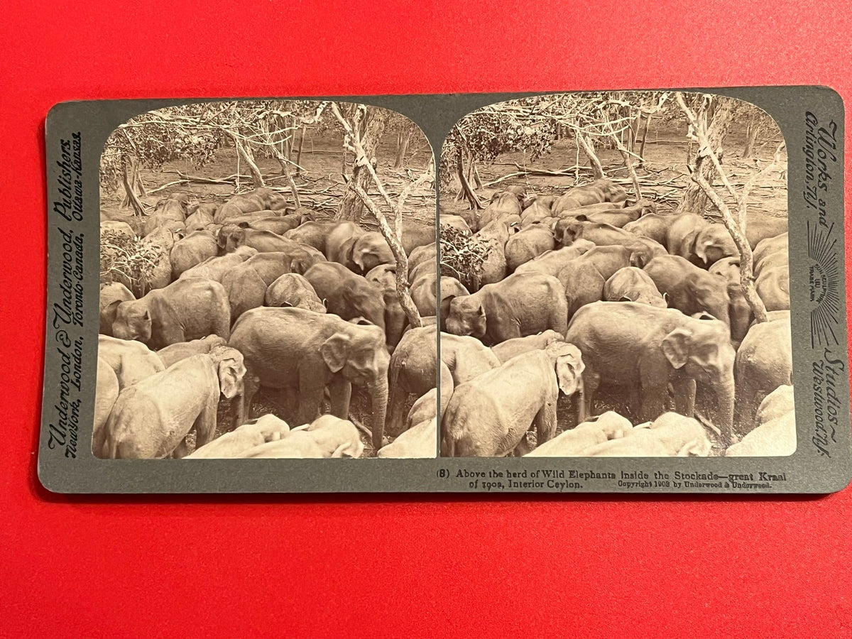 Elephants In Stockade - Ceylon