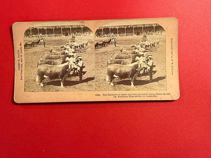 Herfords in their splendor - Stock Show - St. Louis Worlds Fair