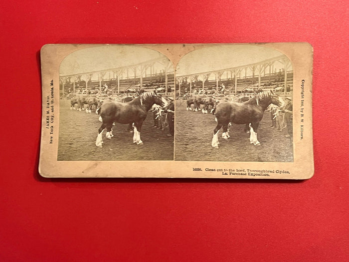 Clydesdales - St. Louis World Fair