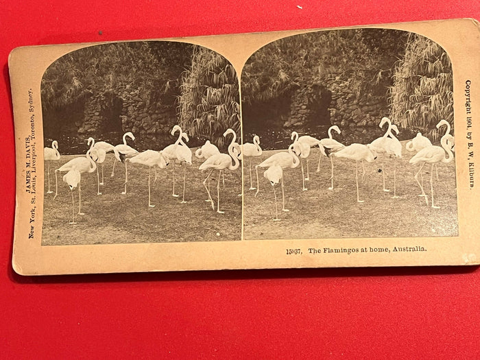 Flamingos at Home - Australia 1904