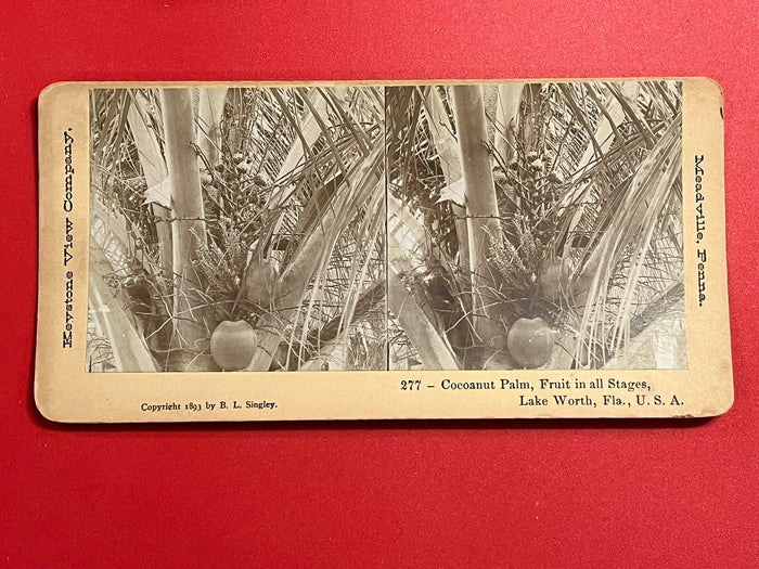 Coconut Palm -Lake Worth florida 1893