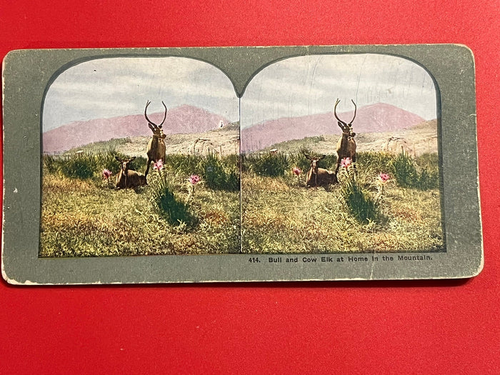 Bull and Cow Elk