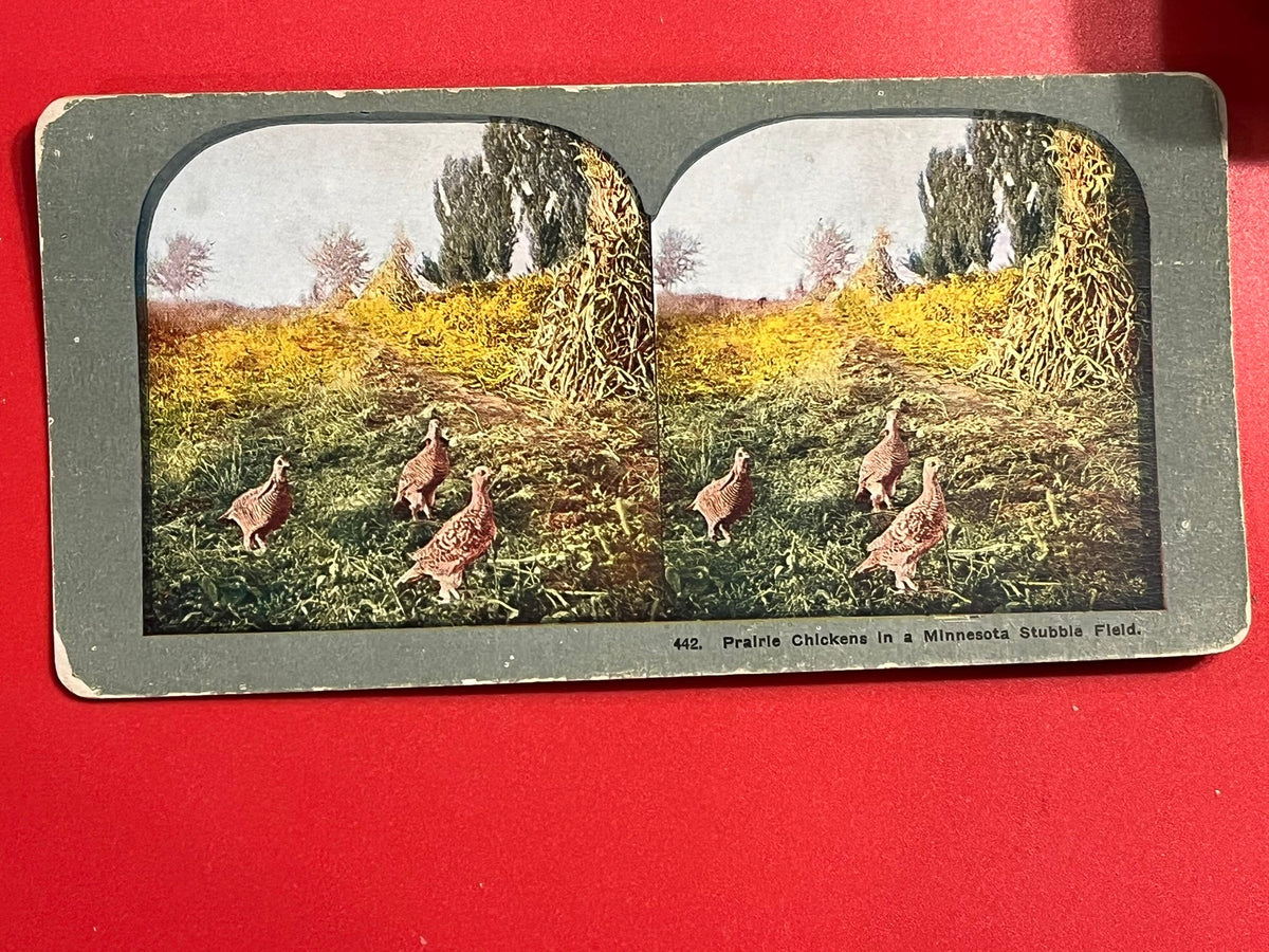 Prairie Chickens in a Minnesota Field