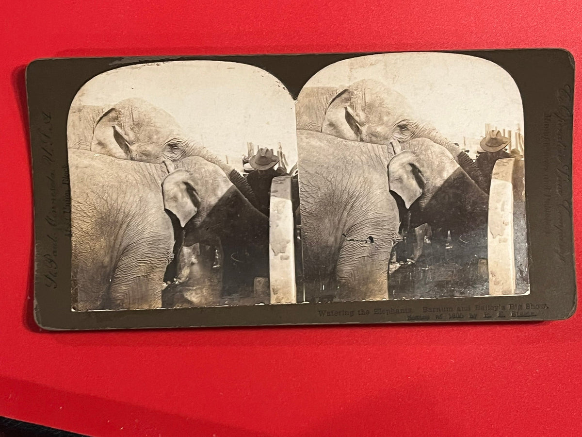 Barnum and Bailey's Circus - Watering the Elephants